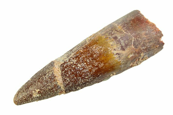 Fossil Spinosaurus Tooth - Real Dinosaur Tooth #351558